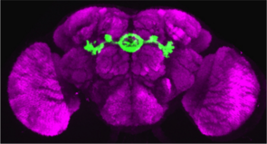 Brain of a fruit fly in which a substructure of the central complex is visualized in green. Similar to the basal ganglia in vertebrates, the central complex mediates the selection and maintenance of behavioral actions. Abnormal function of these structures causes behavioral defects ranging from motor abnormalities to impaired memory formation, attention deficits, affective disorders and sleep disturbances. (Image: Frank Hirth/KCL) Brain of a fruit fly in which a substructure of the central complex is visualized in green. Similar to the basal ganglia in vertebrates, the central complex mediates the selection and maintenance of behavioral actions. Abnormal function of these structures causes behavioral defects ranging from motor abnormalities to impaired memory formation, attention deficits, affective disorders and sleep disturbances. (Image: Frank Hirth/KCL)